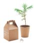 Kit Grow Tree avec graines